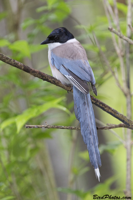 Azure-winged Magpie