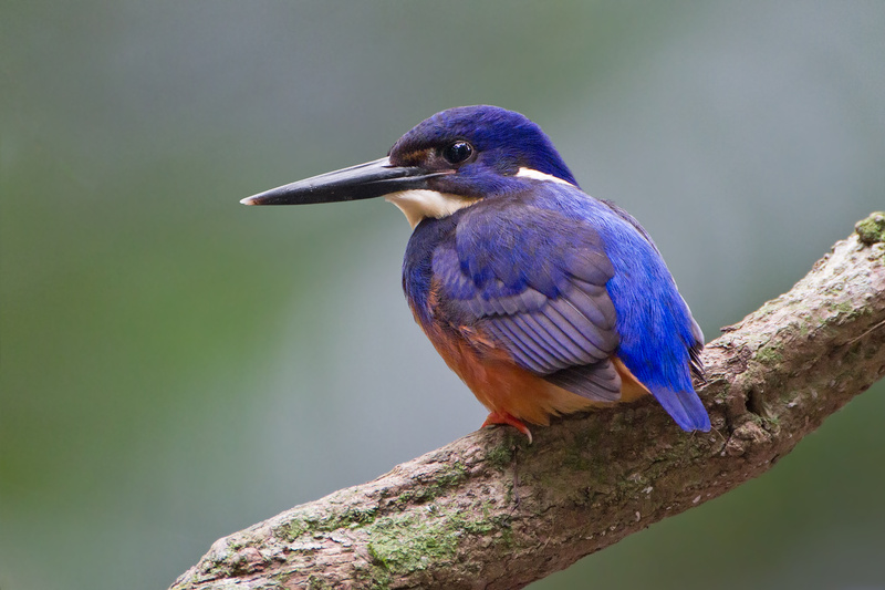 Azure Kingfisher