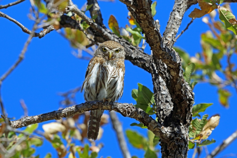 Baja Pygmy Owl