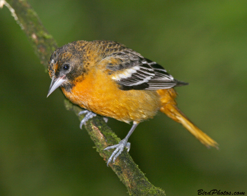 Baltimore Oriole