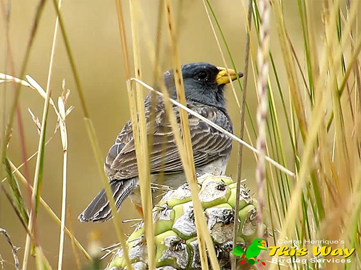 Band-tailed Sierra Finch