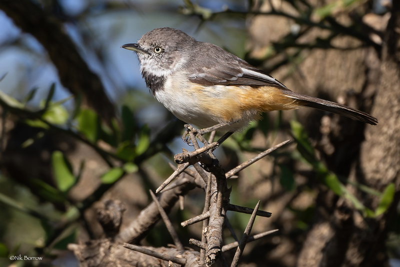 Banded Parisoma