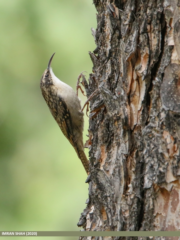 Bar-tailed Treecreeper