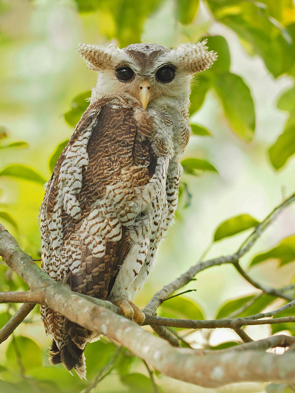 Barred Eagle-Owl