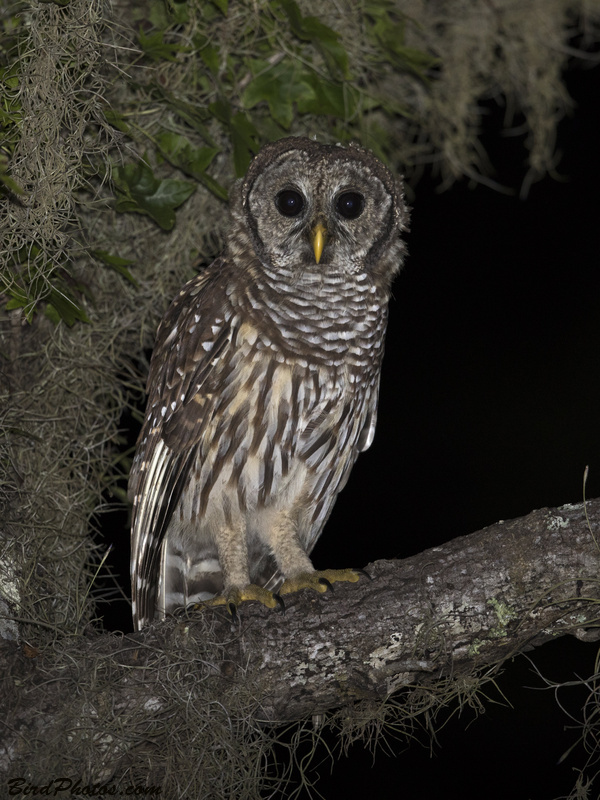 Barred Owl