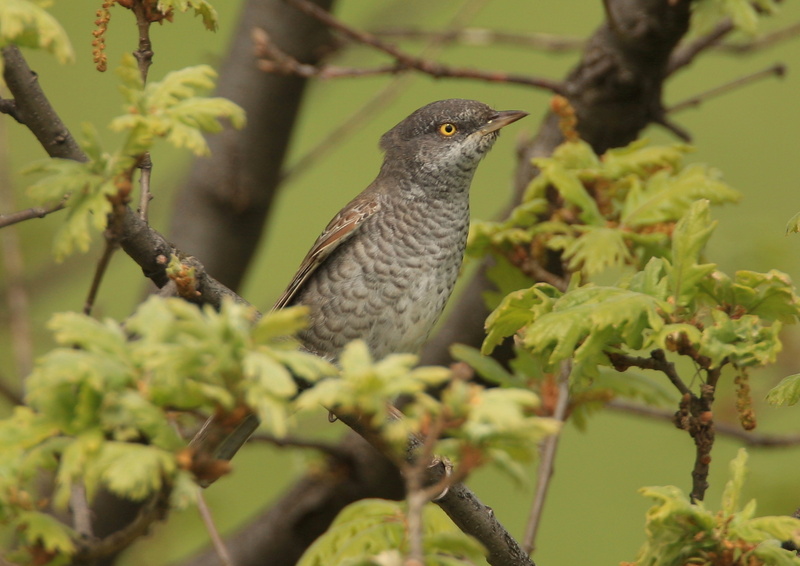 Barred Warbler