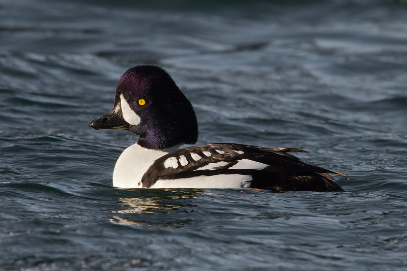 Barrow's Goldeneye