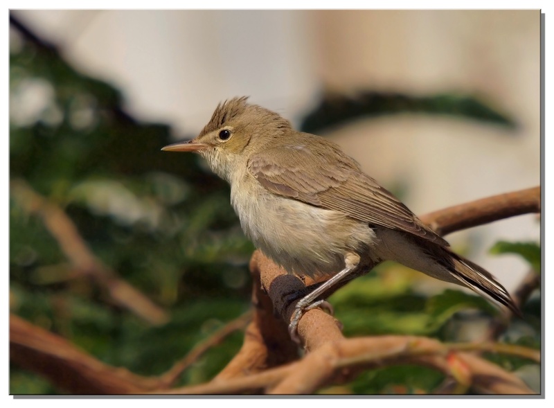 Basra Reed Warbler