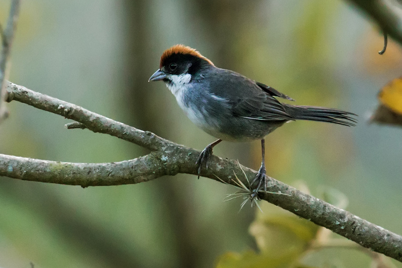 Bay-crowned Brushfinch