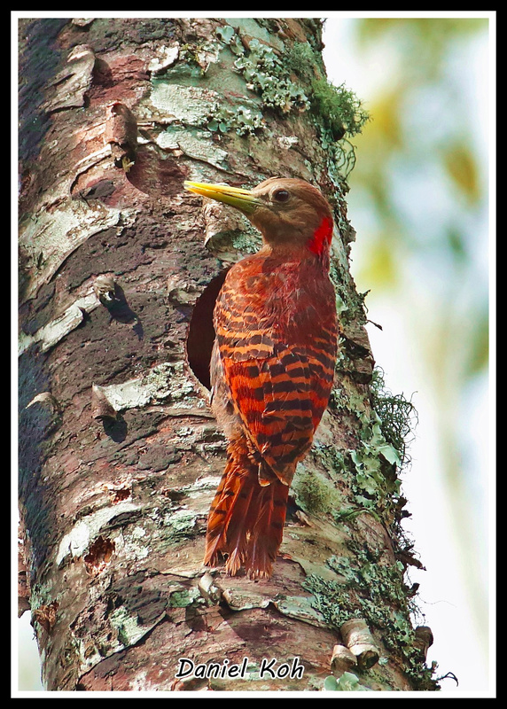 Bay Woodpecker