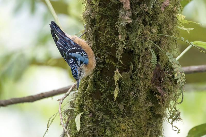 Beautiful Nuthatch