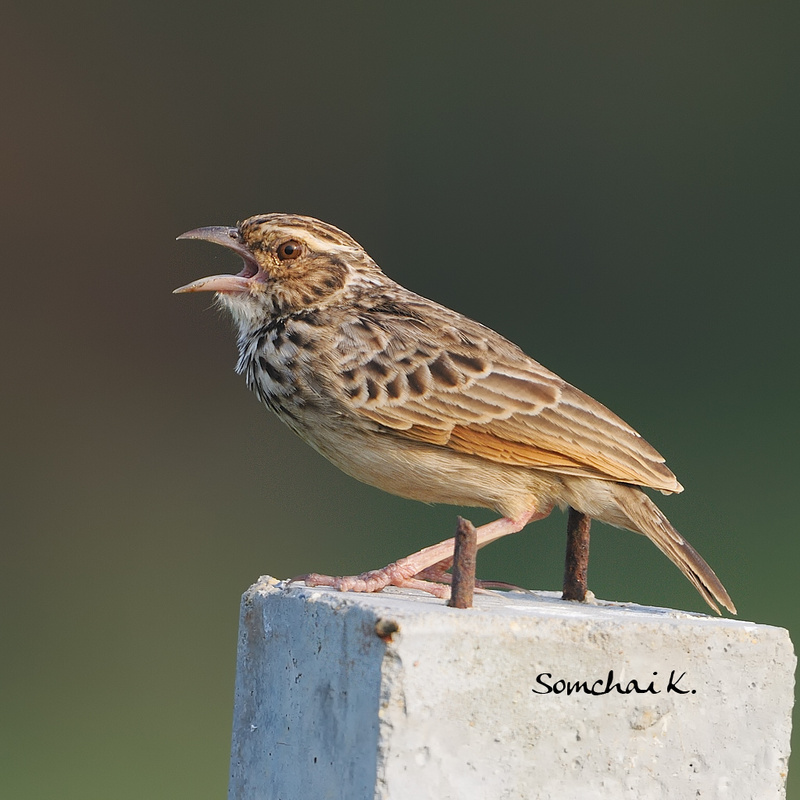 Bengal Bush Lark