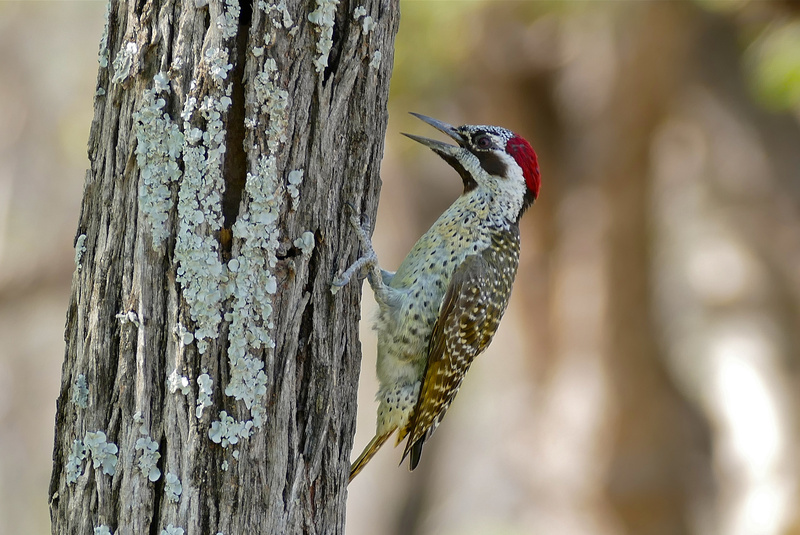 Bennett's Woodpecker