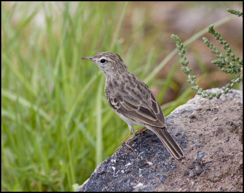 Berthelot's Pipit