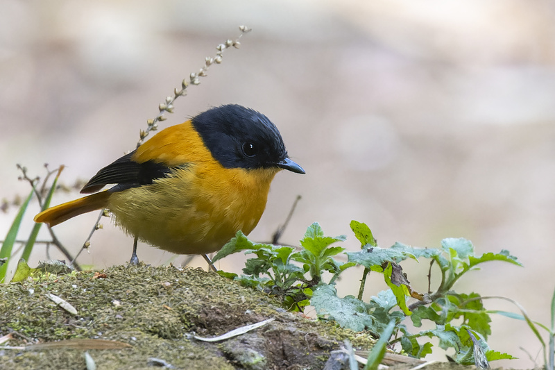 Black-and-orange Flycatcher