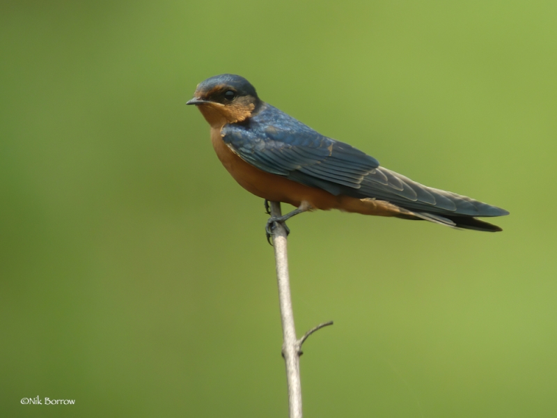 Black-and-rufous Swallow