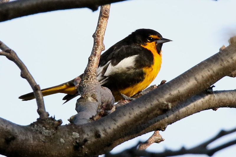 Black-backed Oriole