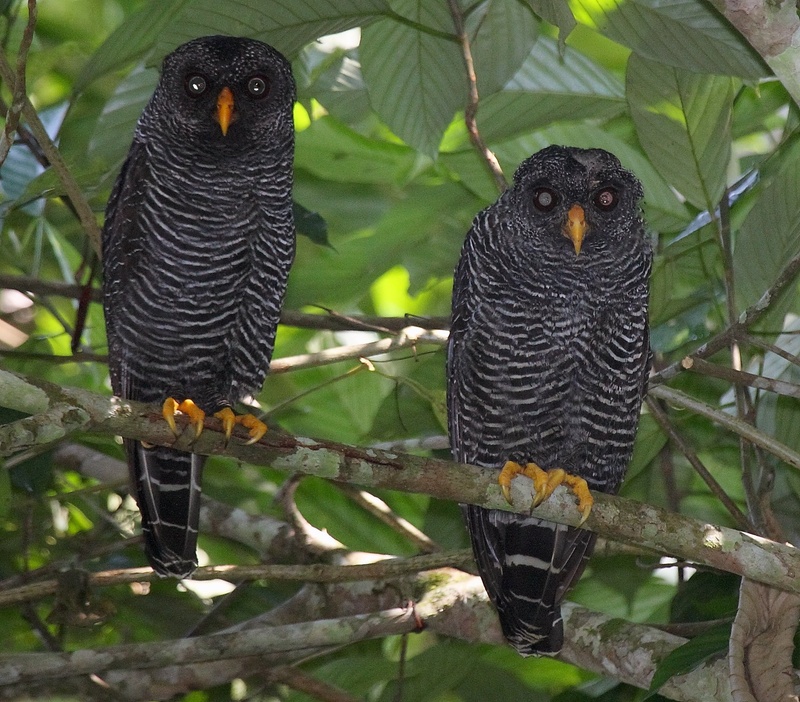 Black-banded Owl