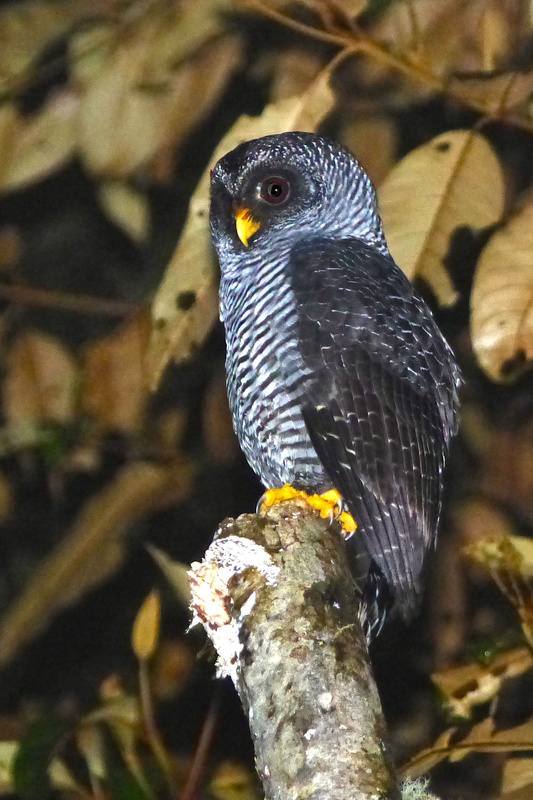 Black-banded Owl