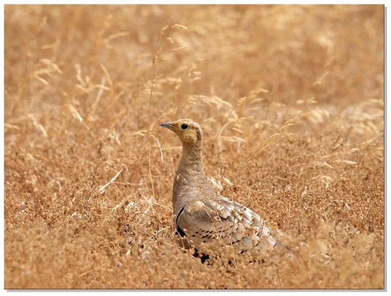 Black-bellied Sandgrouse