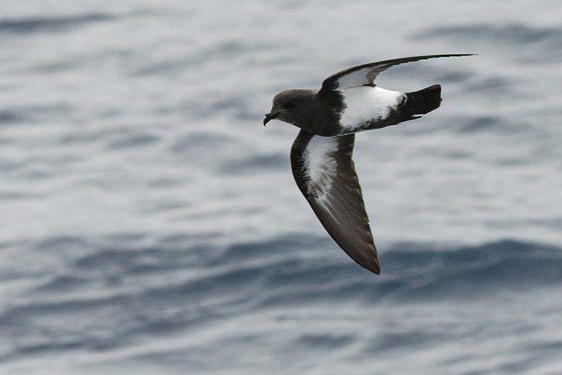 Black-bellied Storm Petrel