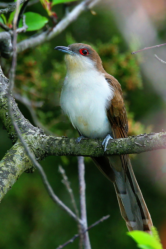 Black-billed Cuckoo