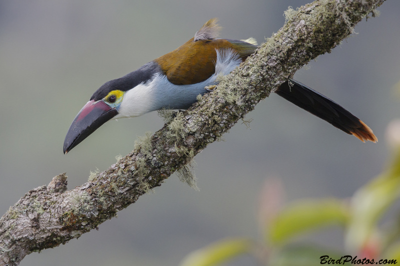 Black-billed Mountain Toucan