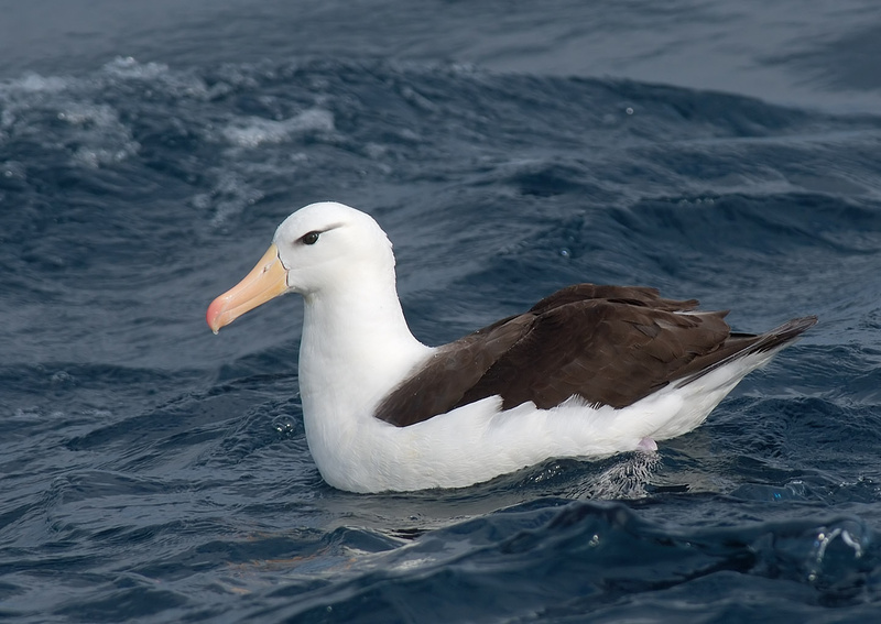 Black-browed Albatross