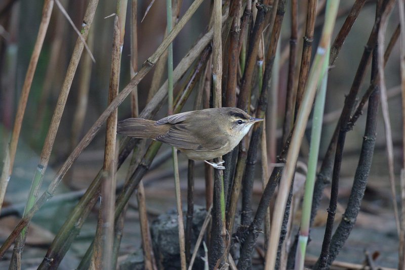 Black-browed Reed Warbler