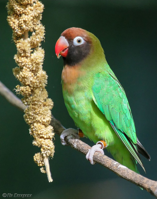 Black-cheeked Lovebird