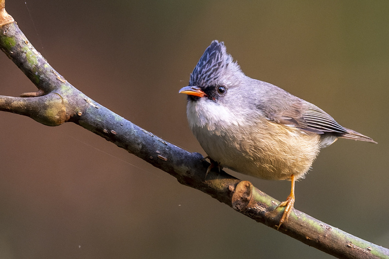 Black-chinned Yuhina