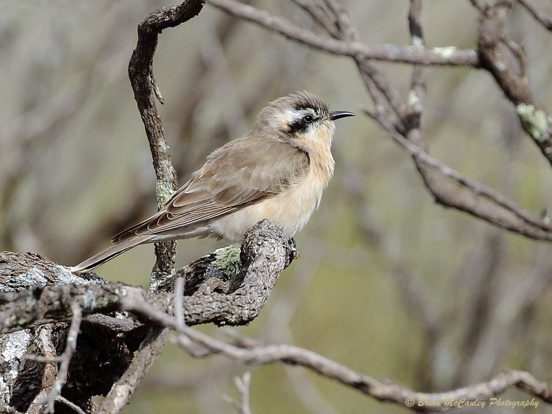 Black-eared Cuckoo