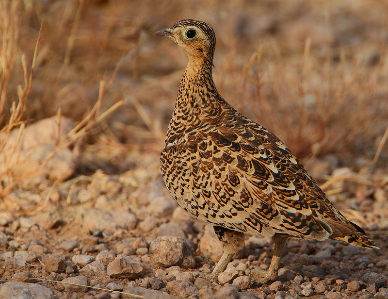 Black-faced Sandgrouse