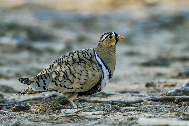 Black-faced Sandgrouse