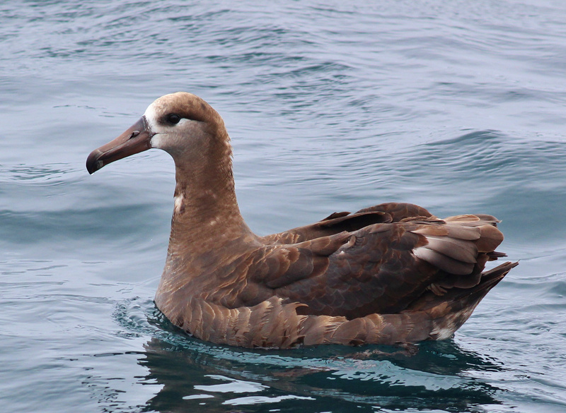 Black-footed Albatross