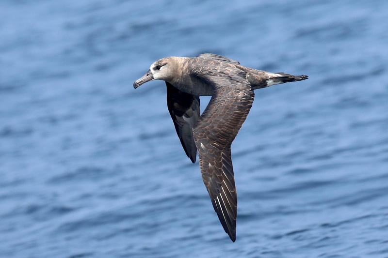 Black-footed Albatross