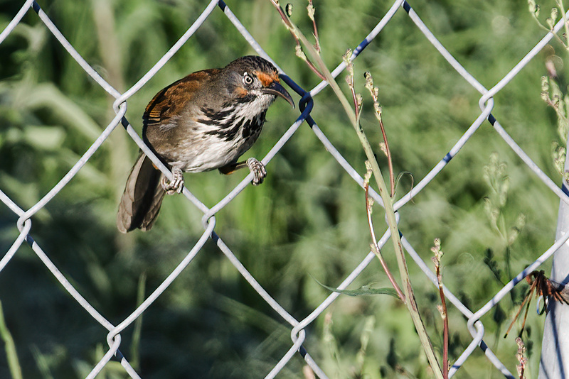 Black-necklaced Scimitar Babbler