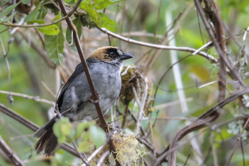 Black-spectacled Brushfinch