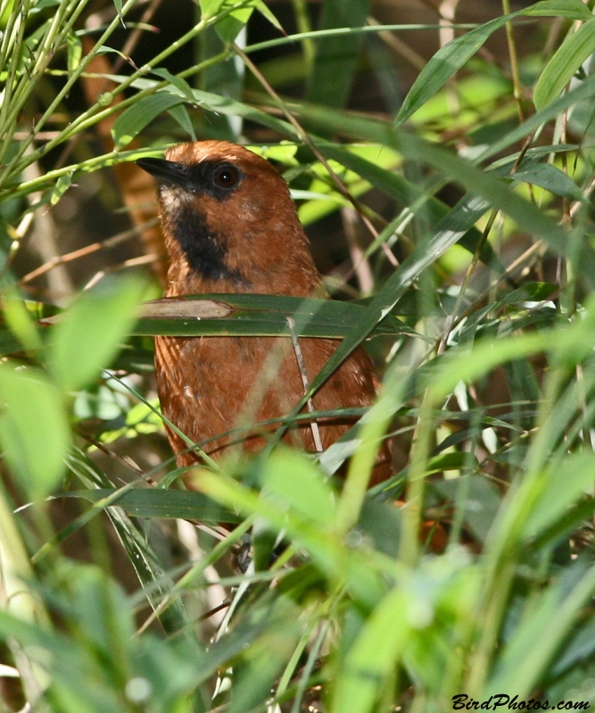 Black-throated Spinetail
