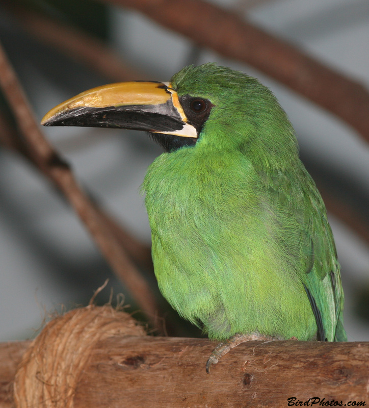 Black-throated Toucanet