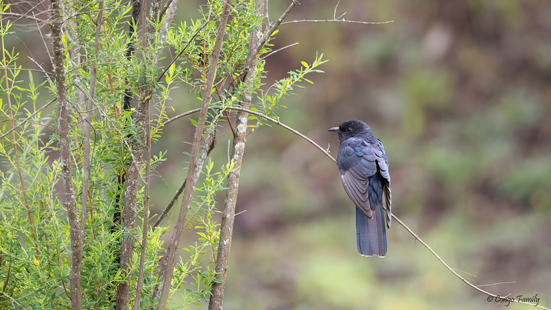 Black Cuckoo