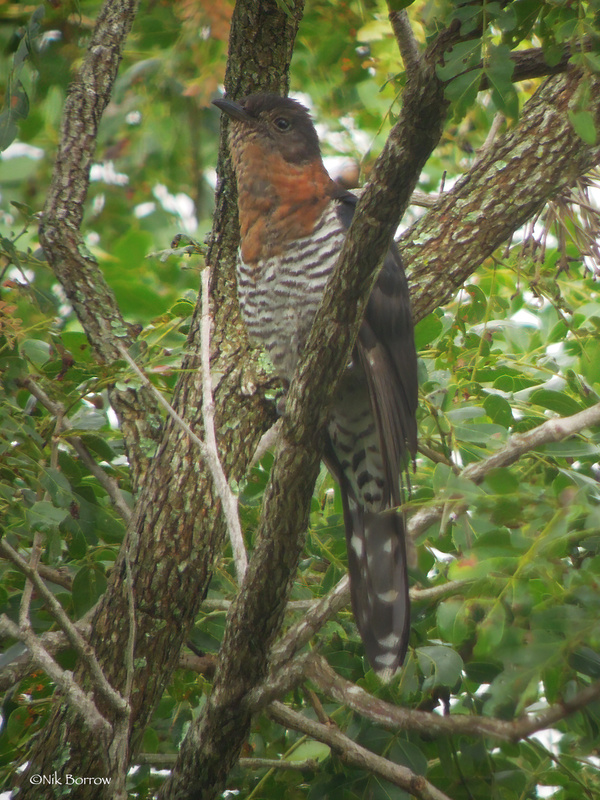 Black Cuckoo