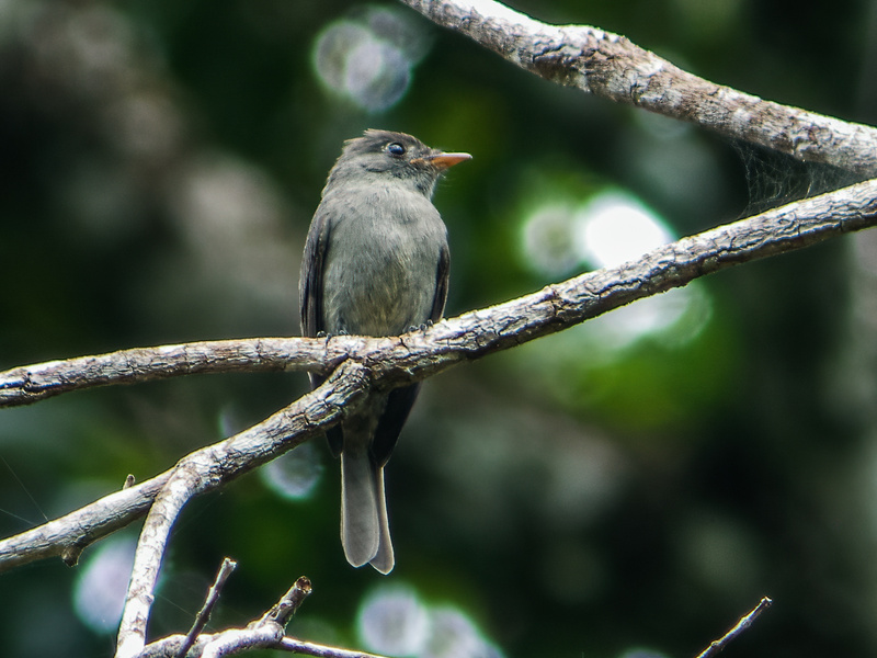 Blackish Pewee