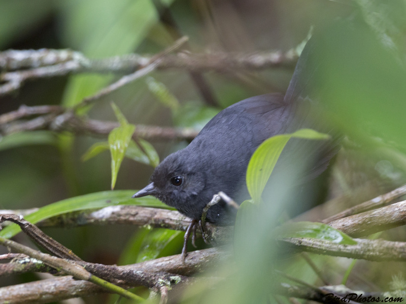 Blackish Tapaculo