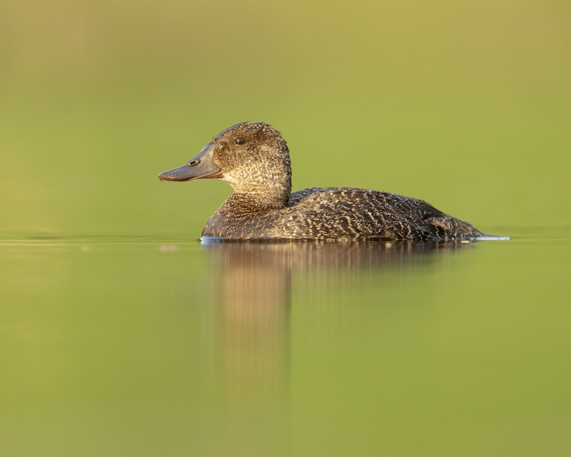 Blue-billed Duck