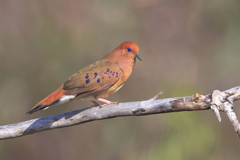 Blue-eyed Ground Dove