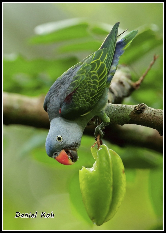 Blue-rumped Parrot
