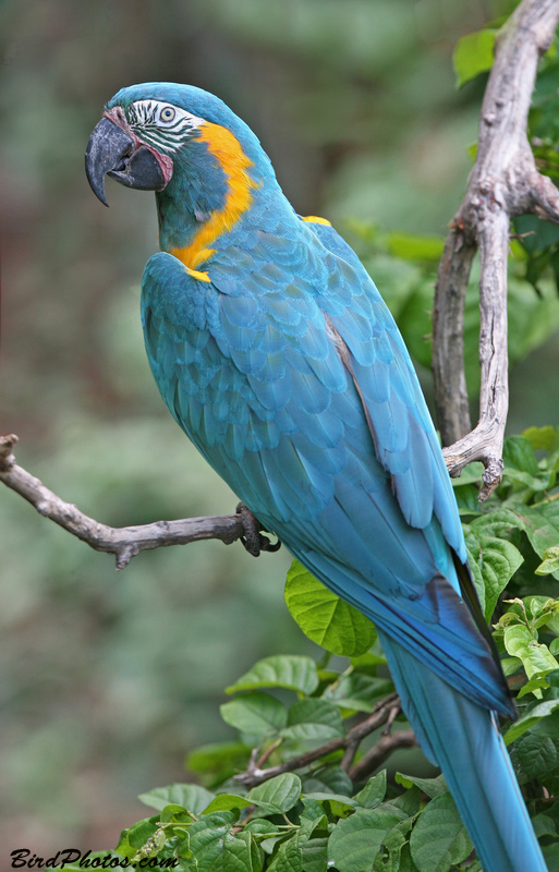 Blue-throated Macaw