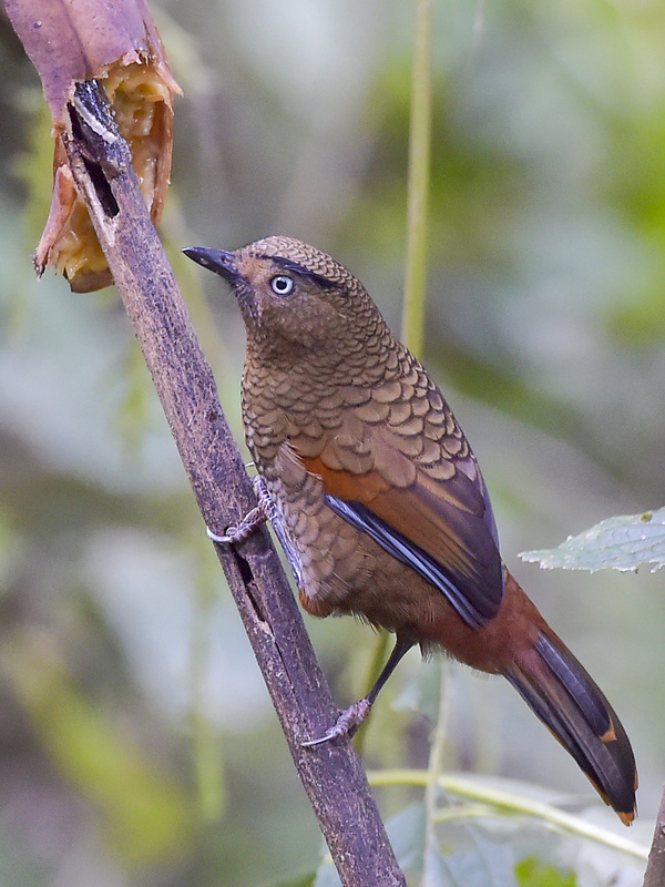 Blue-winged Laughingthrush