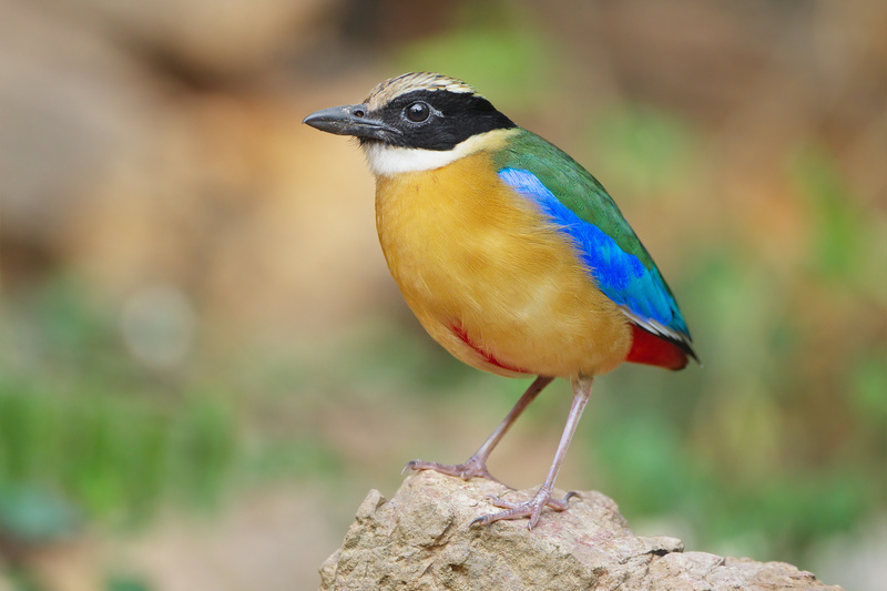 Blue-winged Pitta